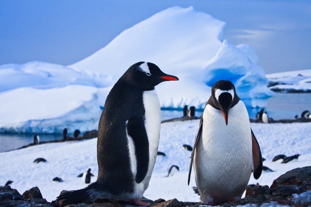 Wildlife & Wild Places — luxury cruise experience