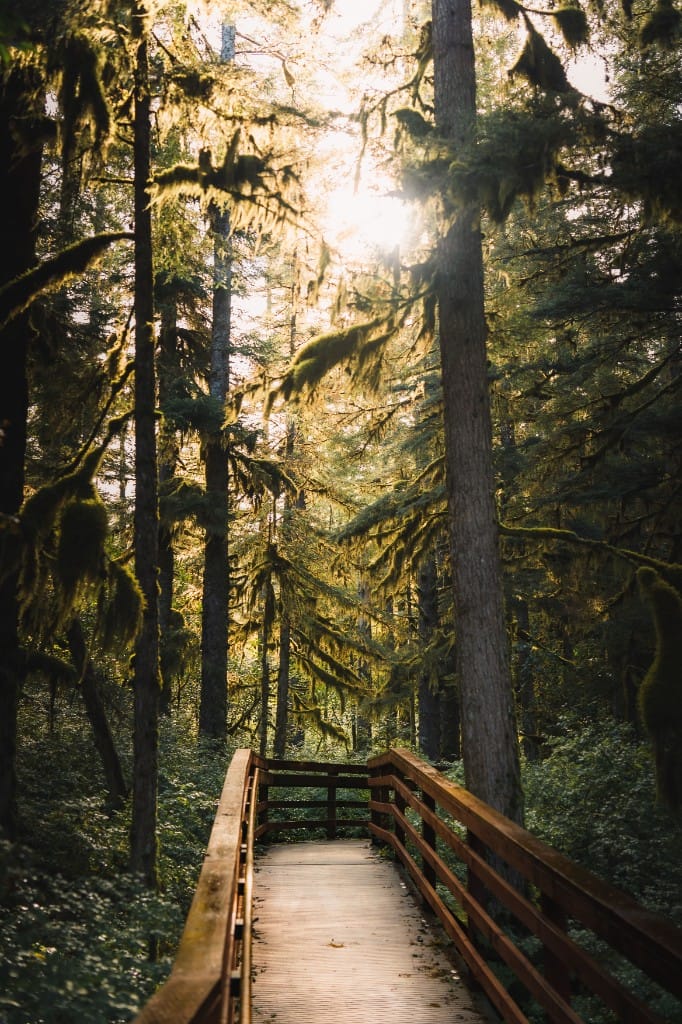 Rainforest & glacier-edge hikes — luxury cruise shore experience