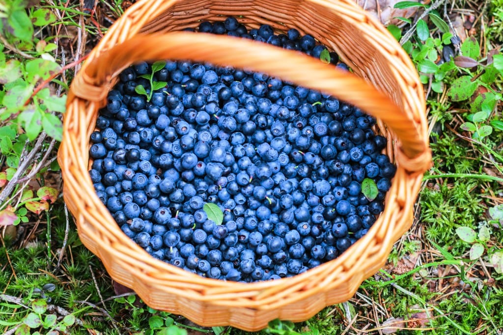 Wild berry & foraged pairings — luxury cruise shore experience