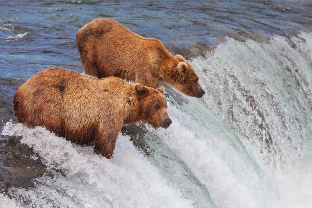 Alaska & Glacier Bay — Towering glaciers and wildlife-rich fjords of the Inside Passage.