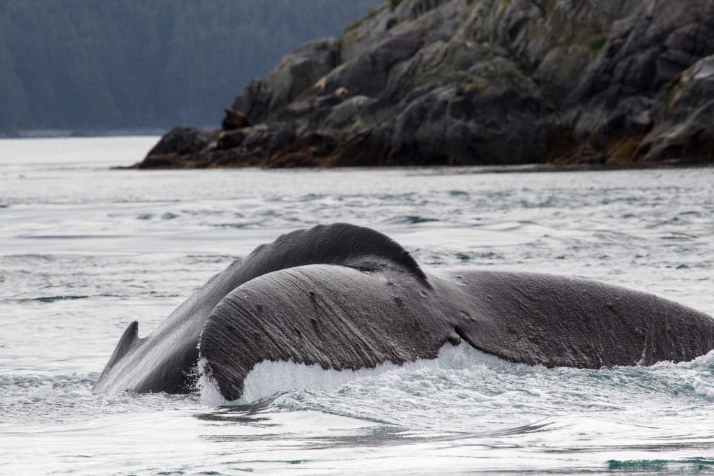 Private whale-watching charters — luxury cruise shore experience