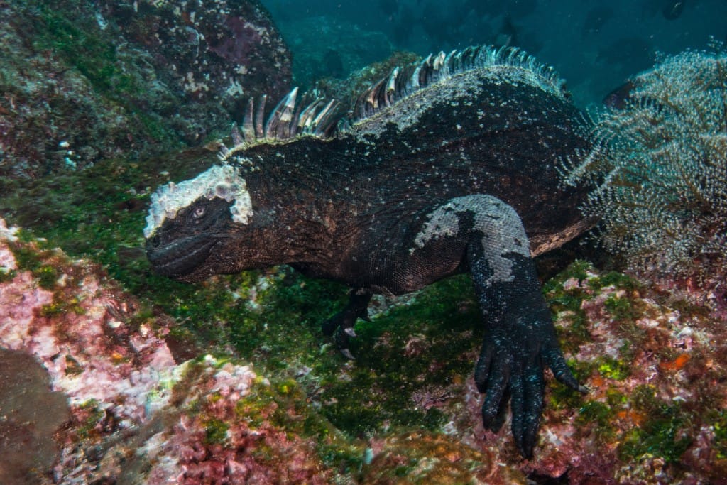 Galápagos snorkelling & wildlife-paced walks — luxury cruise shore experience