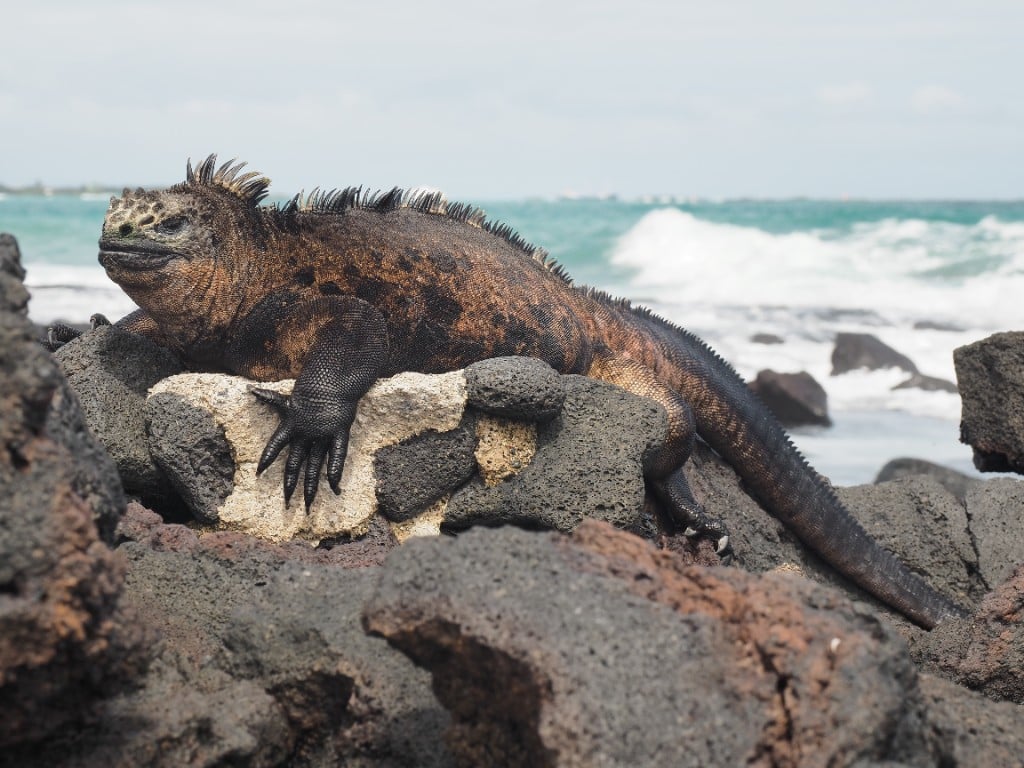 Antarctica, Galápagos & Expedition — Once-in-a-lifetime voyages to the earth's last true wilderness — and the living laboratory of the Galápagos.