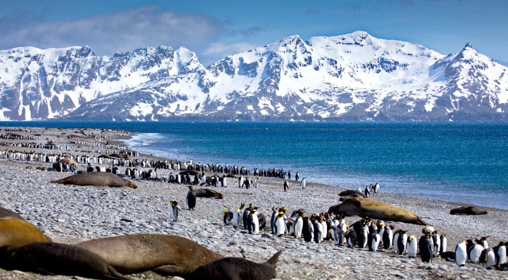 Shackleton’s South Georgia arc — luxury cruise shore experience
