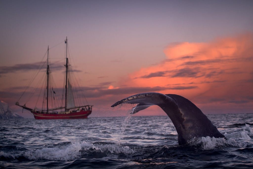 Whaling & sealing heritage — luxury cruise shore experience