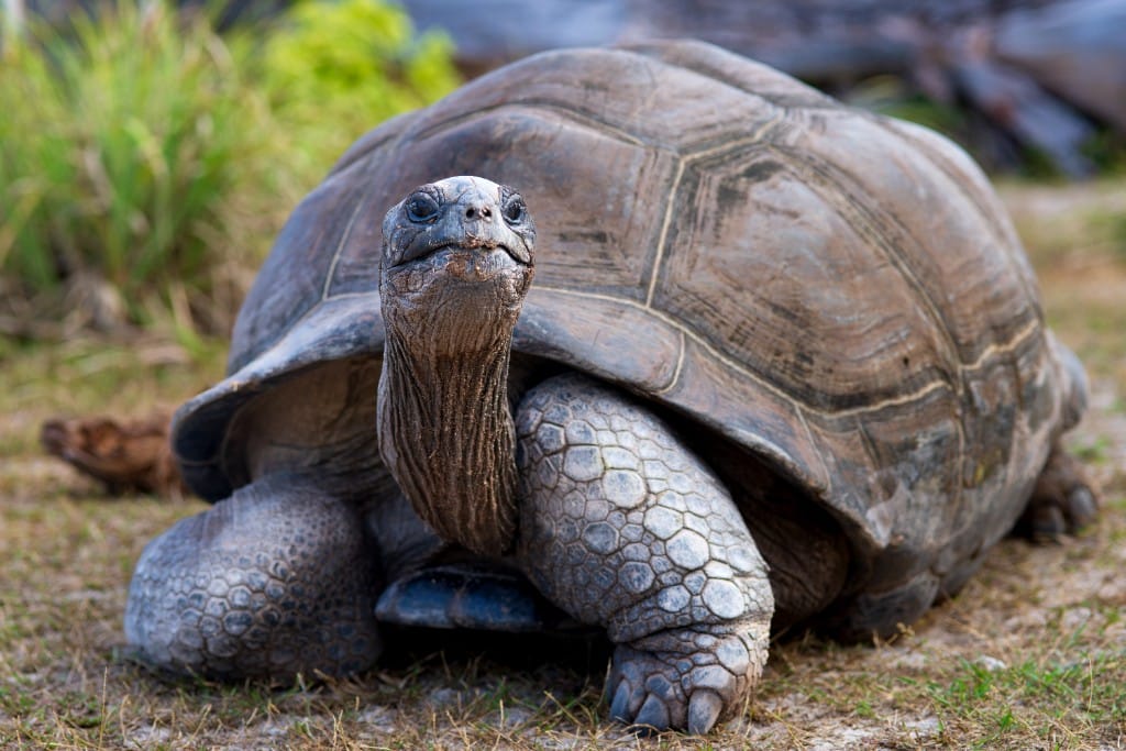 Private Galápagos naturalist charters — luxury cruise shore experience