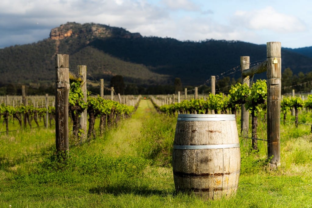 Australian wine country & Kiwi seafood tables — luxury cruise shore experience