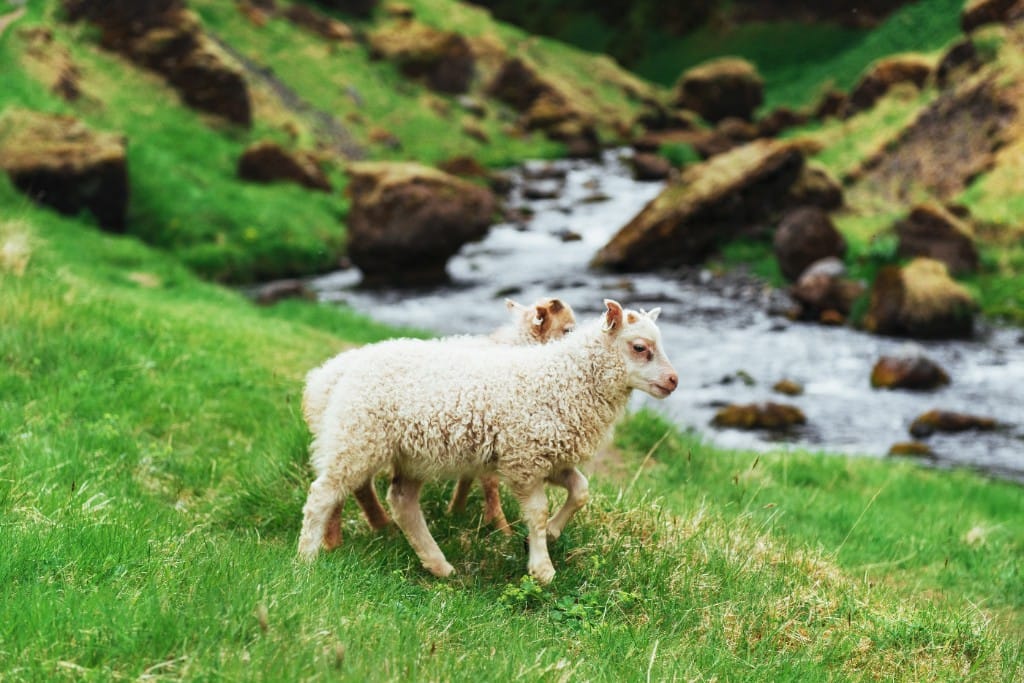 Icelandic geothermal & ocean-to-table dining — luxury cruise shore experience