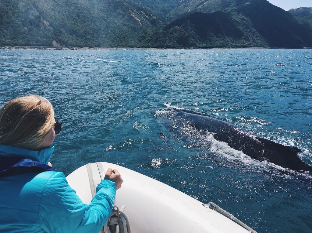 Whale-watching & seabird boats — luxury cruise shore experience
