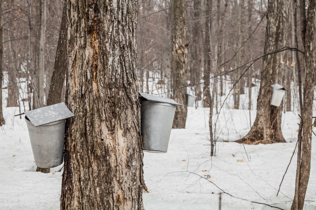 Maple, cider & farm tables — luxury cruise shore experience