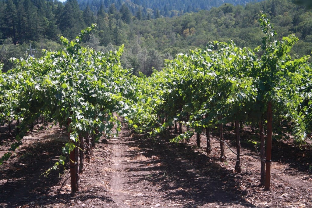 Pacific wine-country days — luxury cruise shore experience