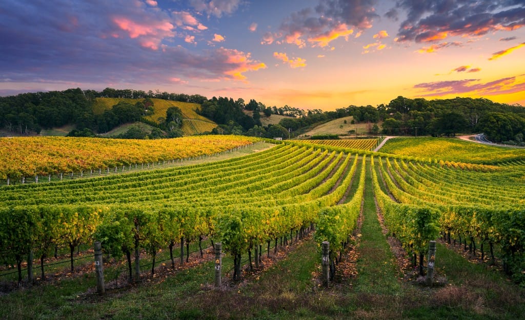Private Douro quinta & vineyard circuits — luxury cruise shore experience